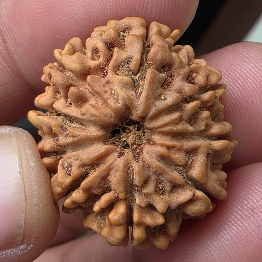 9 Mukhi Collector Nepal Rudraksha | 27.06 mm, 4.88 grams | Lab Certified | Empowering Strength & Divine Protection of Maa Durga
