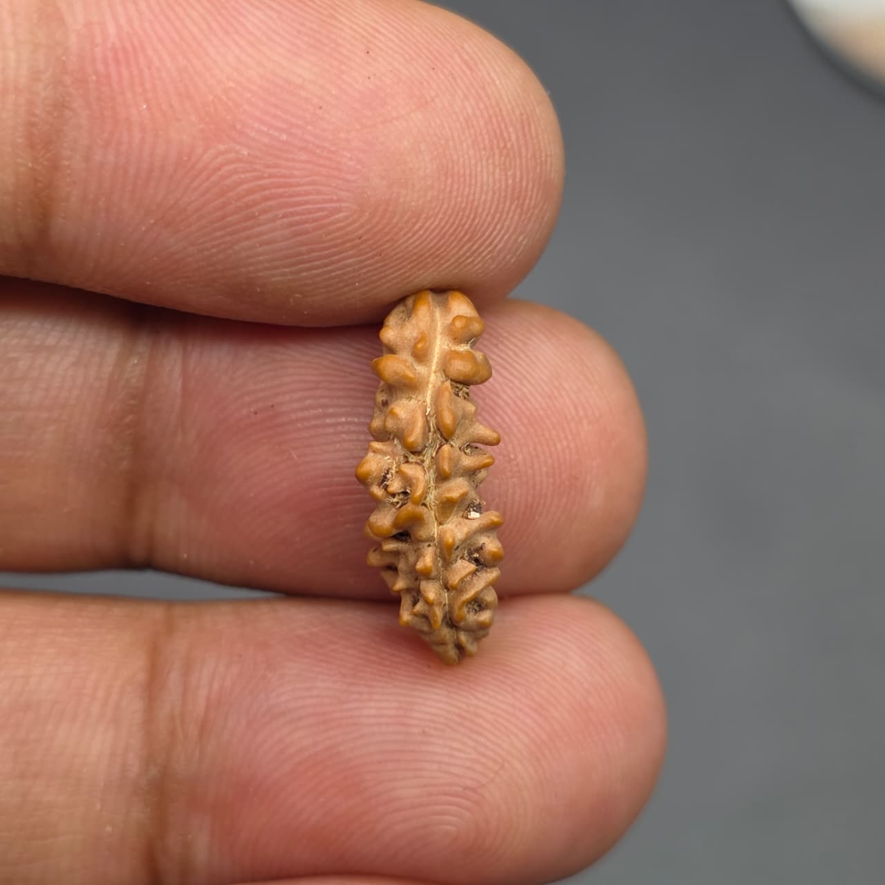 Rarest Ek Mukhi One Face Natural Separated From Sawaar Rudraksha From Nepal | 18.80 mm | IGL Certified With X-Ray Report