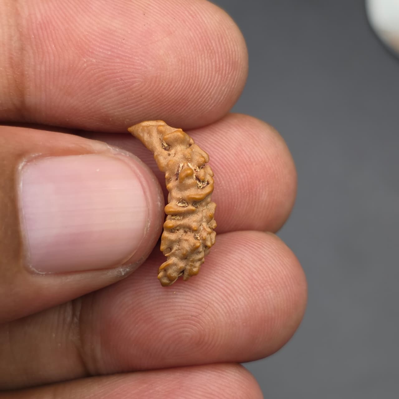 Rarest Ek Mukhi One Face Natural Separated From Sawaar Rudraksha From Nepal | 18.80 mm | IGL Certified With X-Ray Report