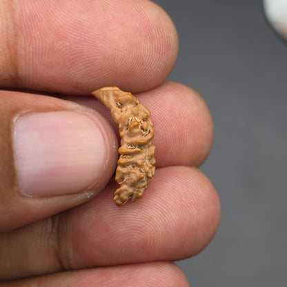 Rarest Ek Mukhi One Face Natural Separated From Sawaar Rudraksha From Nepal | 18.80 mm | IGL Certified With X-Ray Report