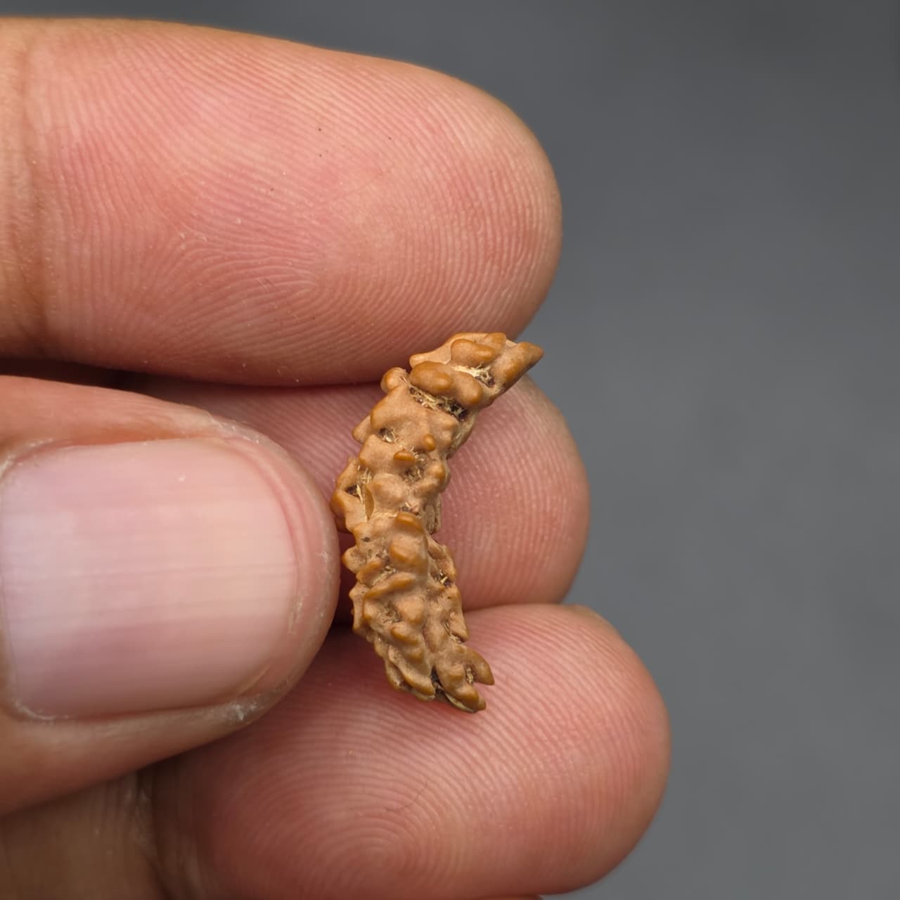 Rarest Ek Mukhi One Face Natural Separated From Sawaar Rudraksha From Nepal | 18.80 mm | IGL Certified With X-Ray Report