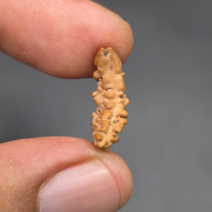 Rarest Ek Mukhi One Face Natural Separated From Sawaar Rudraksha From Nepal | 18.80 mm | IGL Certified With X-Ray Report
