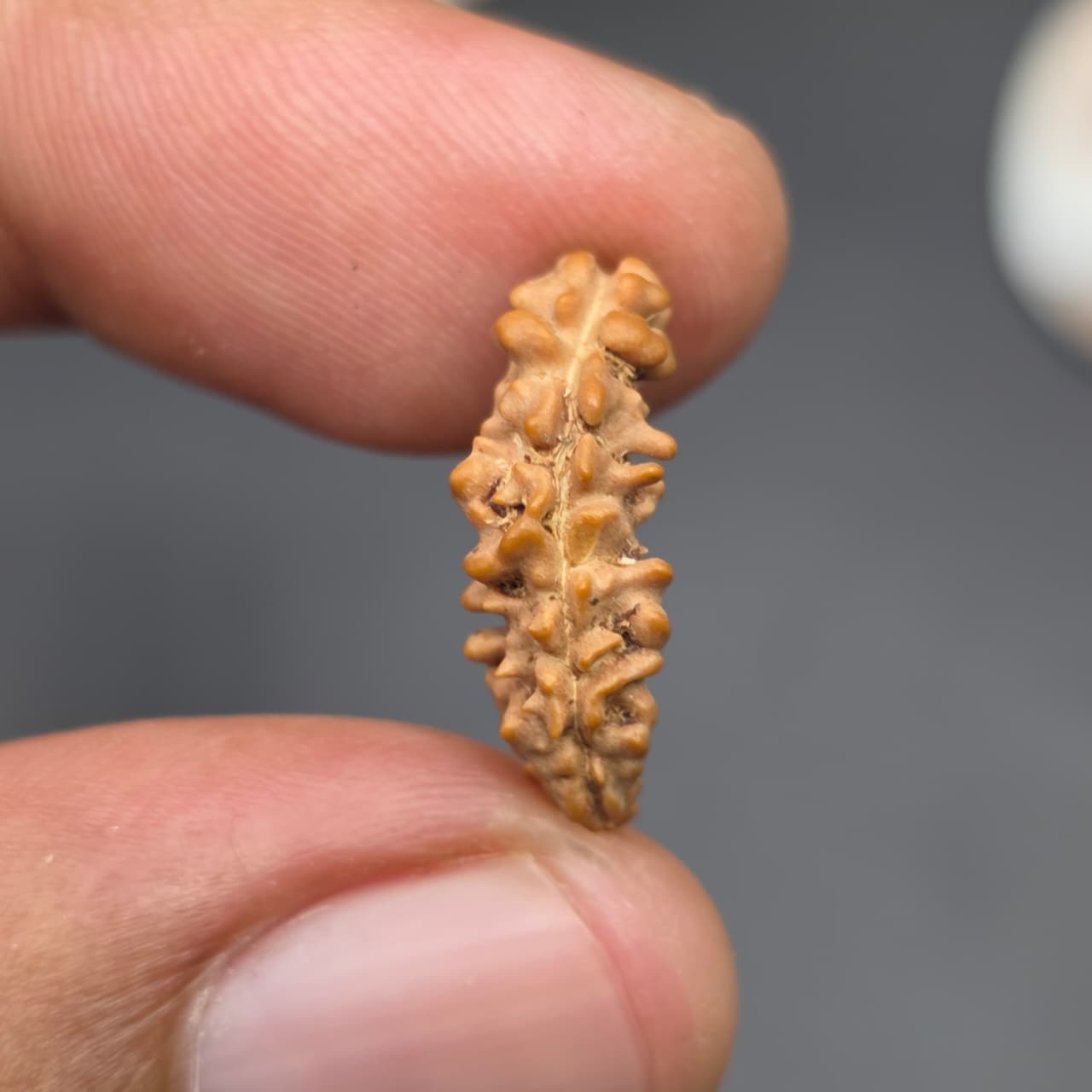 Rarest Ek Mukhi One Face Natural Separated From Sawaar Rudraksha From Nepal | 18.80 mm | IGL Certified With X-Ray Report