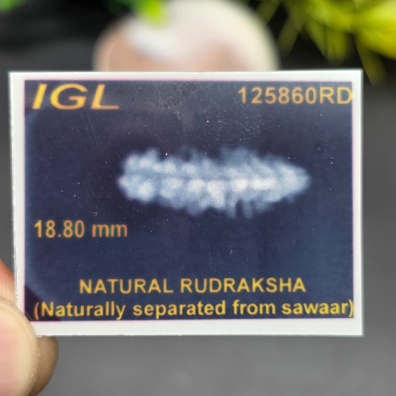 Rarest Ek Mukhi One Face Natural Separated From Sawaar Rudraksha From Nepal | 18.80 mm | IGL Certified With X-Ray Report