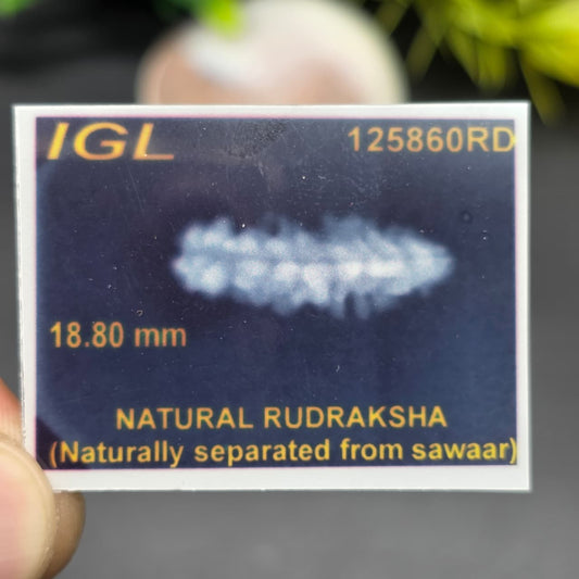 Rarest Ek Mukhi One Face Natural Separated From Sawaar Rudraksha From Nepal | 18.80 mm | IGL Certified With X-Ray Report
