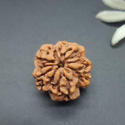 Nirakar Mukhi / Faceless Nepal Rudraksha