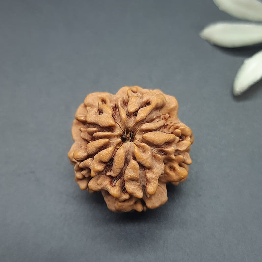 Zero Mukhi / Nirakar / Faceless Nepal Rudraksha