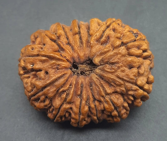 13 Mukhi Thirteen Face Super Collector Nepal Rudraksha | IGL lab Certified 34.35mm