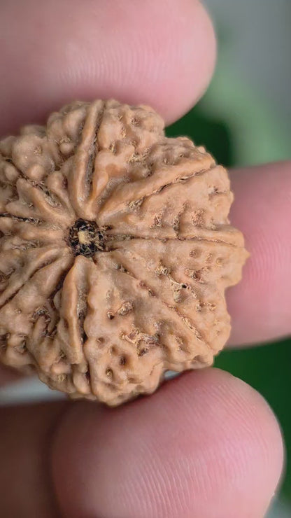 9 Mukhi Collector Nepal Rudraksha | 26.34 mm, 5.55 grams | Symbol of Energy & Strength | Lab Certified