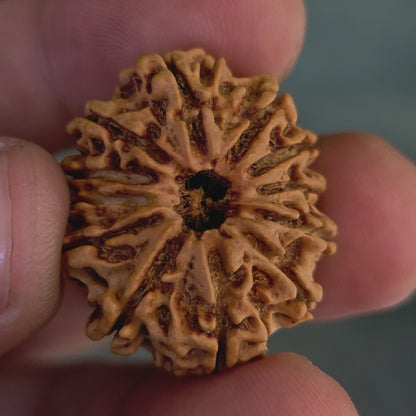 12 Mukhi Nepal Rudraksha | 26.56 mm, 19.38 Carat | Lab Certified with X-Ray Report | Blessings of Surya Dev for Energy & Success