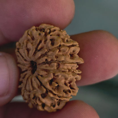 12 Mukhi Nepal Rudraksha | Lab Certified with X-Ray Report | 26.17 mm | 16.95 Carat | Infused with Surya Dev’s Power for Confidence & Triumph