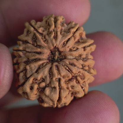 12 Mukhi Collector Nepal Rudraksha | 26.28 mm, 4.71 grams | IGL Certified | Surya Dev’s Blessings for Power & Confidence