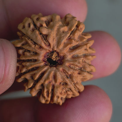 12 Mukhi Collector Nepal Rudraksha | 28.08 mm, 5.6 grams | IGL Lab Certified | Symbol of Radiance, Authority & Divine Power