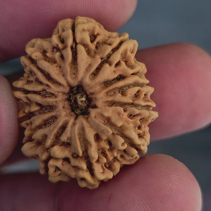 12 Mukhi Collector Nepal Rudraksha | 27.78 mm, 21.41 Carat | Lab Certified with X-Ray Report | Lord Surya’s Grace for Strength & Achievement