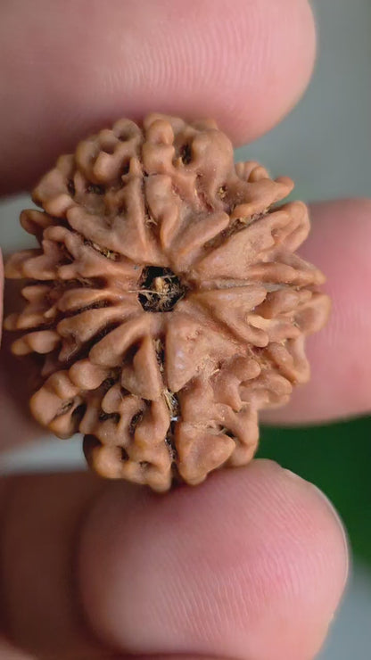9 Mukhi Collector Nepal Rudraksha | 25.54 mm, 4.58 grams | Symbol of Power & Protection | Lab Certified