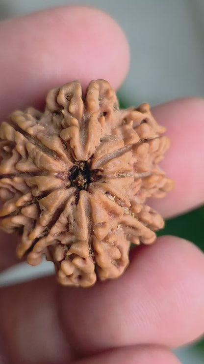 9 Mukhi Collector Nepal Rudraksha | 27.84 mm, 5.92 grams | Symbol of Strength & Divine Energy | Lab Certified