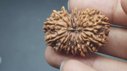 15 Mukhi Fifteen Face Super Collector Nepal Rudraksha | 32.43mm, 05.100gram | IGL Lab Certified